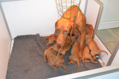 01-Ils-musent-ces-voraces