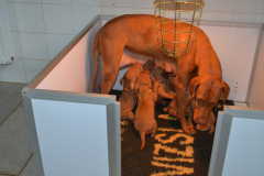 03-Dur-dur-lavie-de-maman