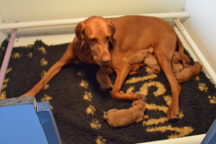 5-Deja-en-vadrouille