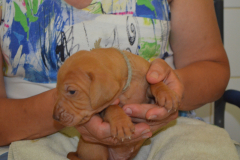 Male-Gris1