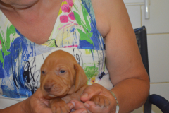 Male-Gris2