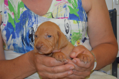 Male-Gris3