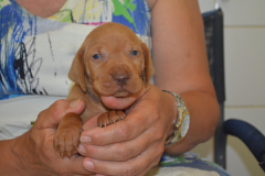 Male-Marron1