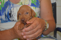 Male-Marron2