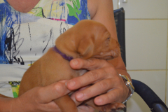 Male-Violet4