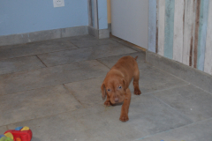 Male-Brdx1