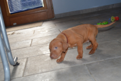 Male-Brdx2