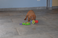 Male-Gris1