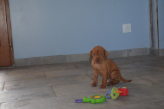 Male-Gris2