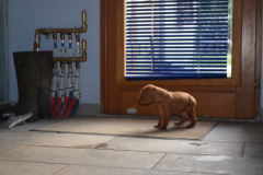 Male-Gris3