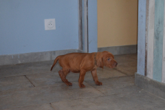 Male-Marron1