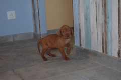 Male-Marron2