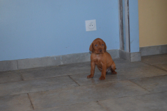 Male-Marron3