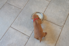 Male-Rouge-Decouverte-gamelle