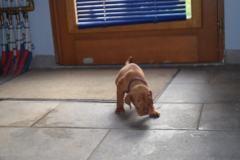 Male-Violet2