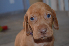 Male-Violet3