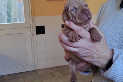 Male-Orange1