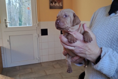 Male-Orange2