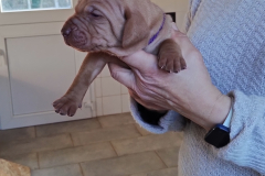 Male-Violet2