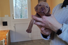 Male-Violet3