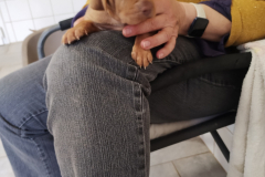 Male-Marron2