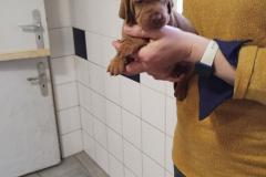 Male-Orange1