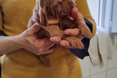 Male-Orange2