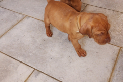 Male-Marron41