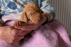 Male-Gris1
