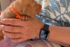 Male-Orange