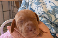 Male-Violet