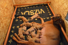 Jour-7-ils-me-fatiguent