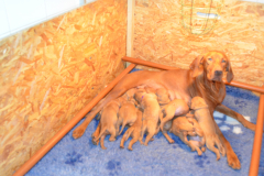 Cest-lheure-de-la-soupe