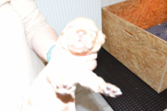 Male-Orange2